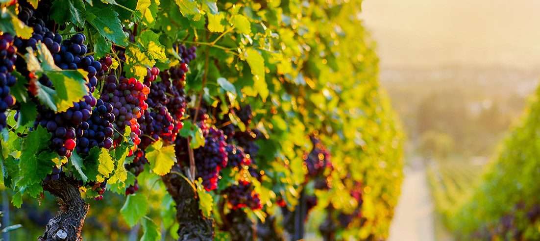 viticultura vita de vie tratament