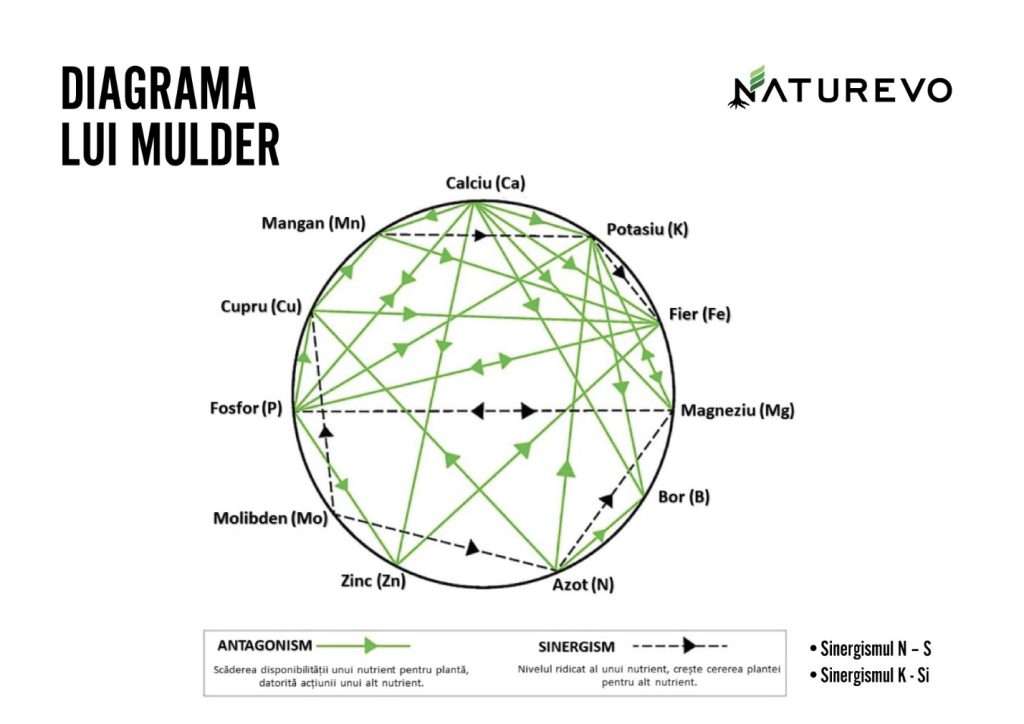 Diagrama lui Mulder