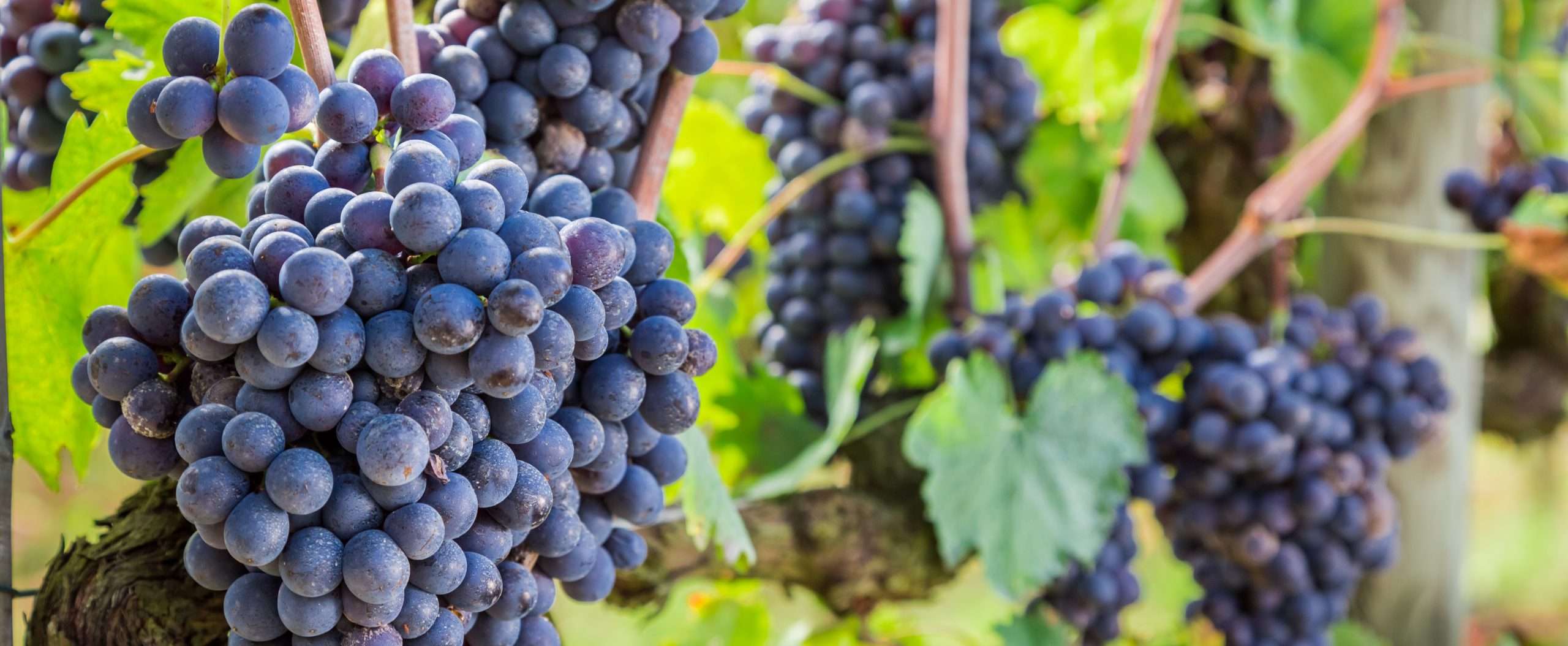 produse agricole Naturevo pentru viticultura
