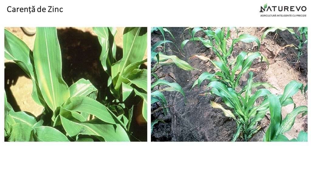 Deficienta de zinc la porumb