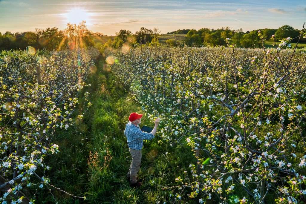 Cum pregatesti solul pentru pomi si vie inainte de iarna