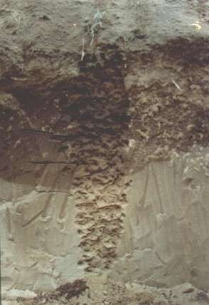 Textura si structura solului. Psalmosoluri