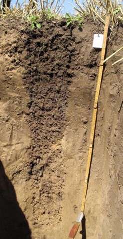 Textura si structura solului. Cernoziom