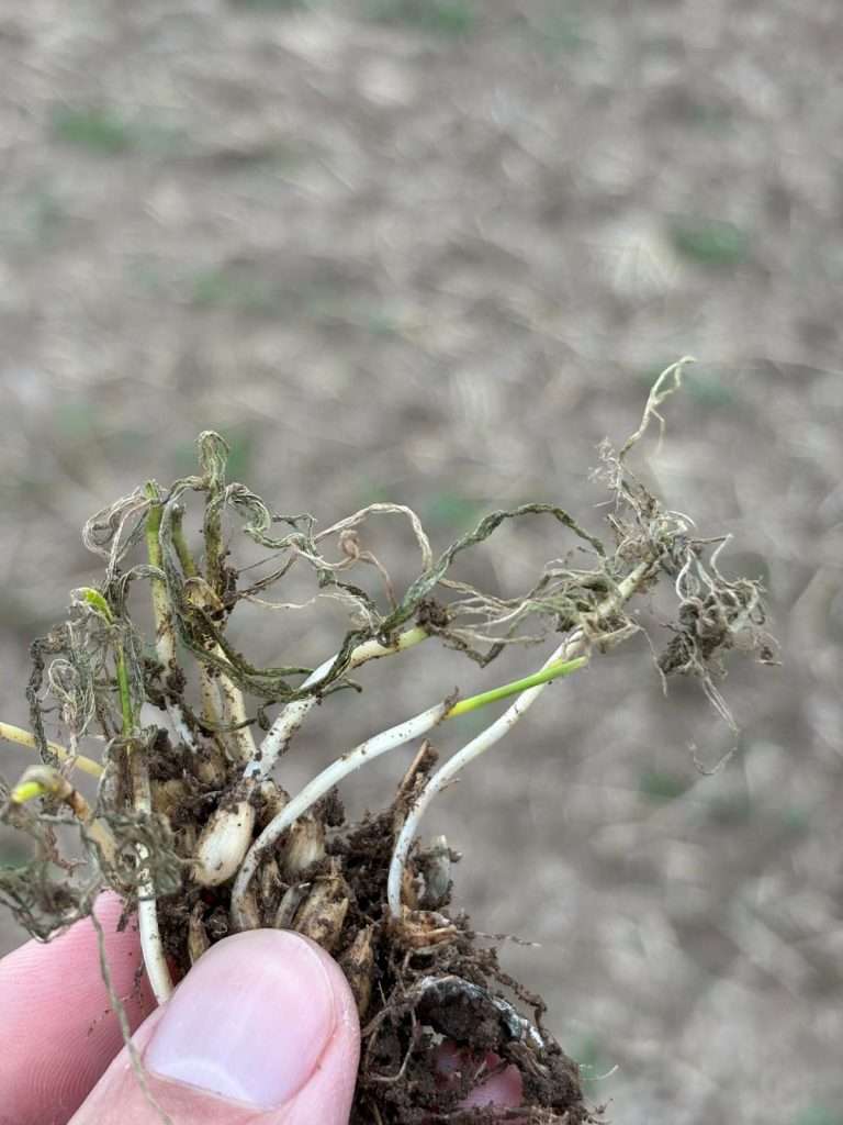 Atac de Zabrus - gandacul ghebos