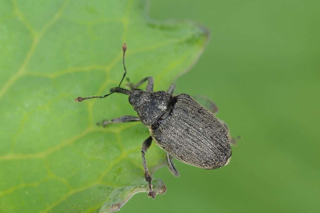 Ceutorhynchus spp. - Gargarita rapita