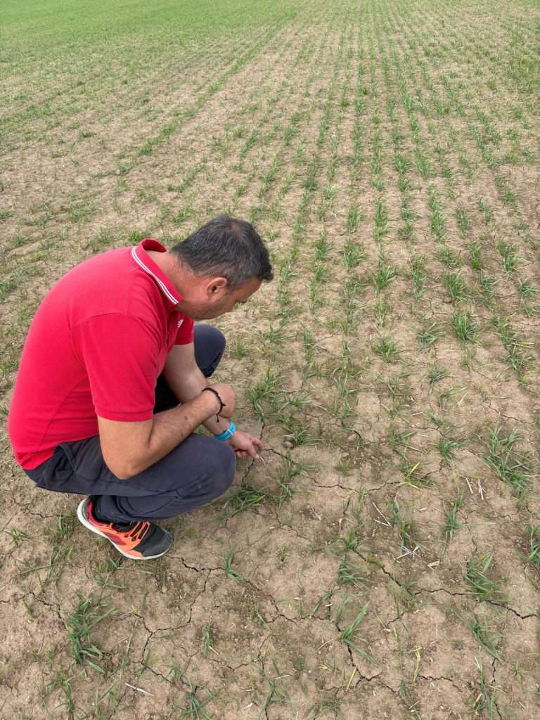 Cereale slab dezvoltate din cauza crustei