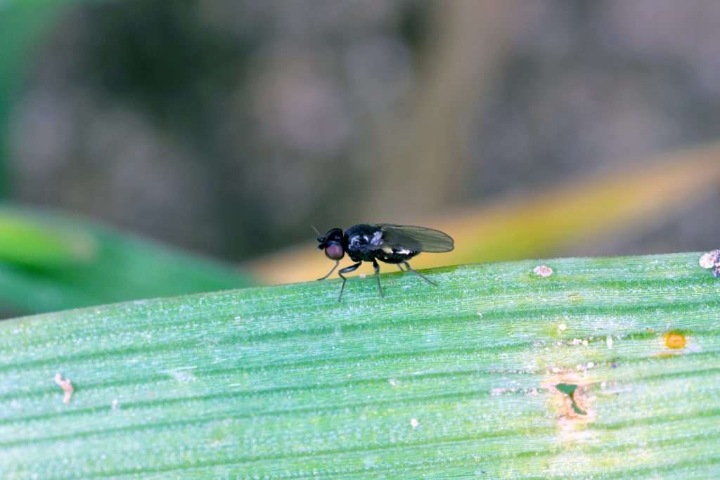 Oscinella frit (musca suedeza)