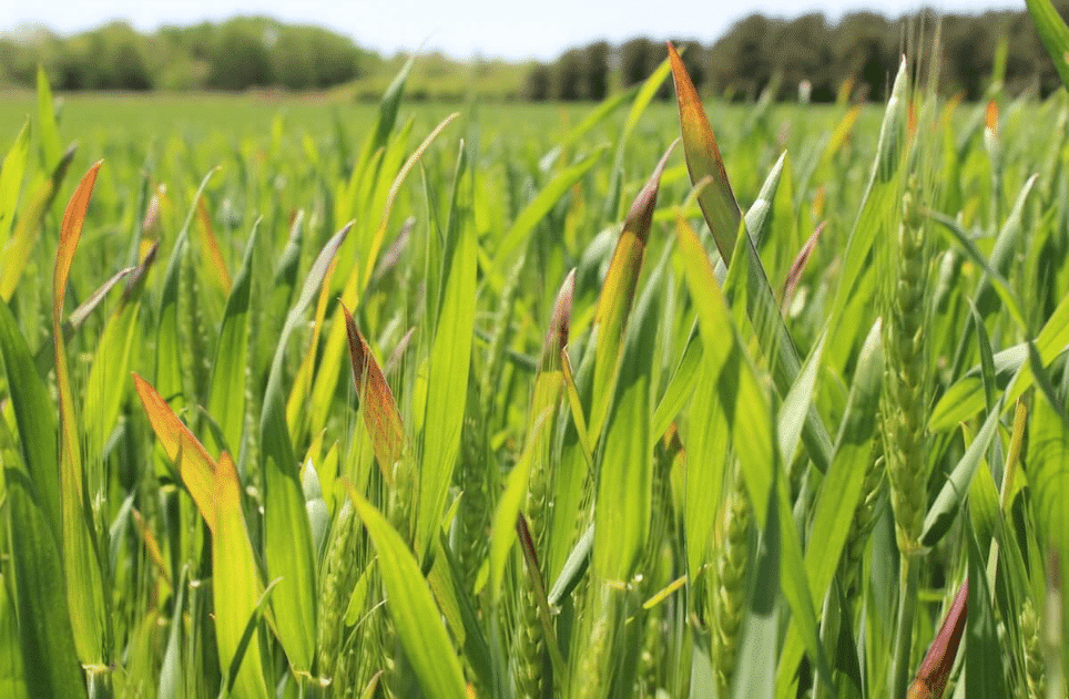 Virusul piticirii galbene a orzului