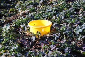 Rapita primavara 2026