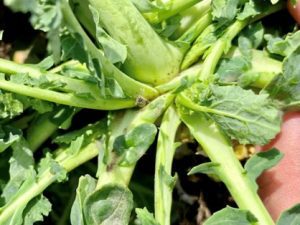 Gargarita tulpinilor de rapita