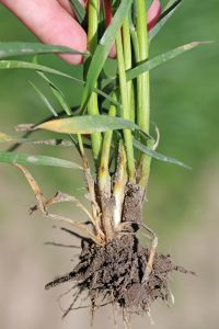 Patarea in ochi a bazei tulpinii la grau