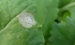 Putregaiul negru, Phoma lingam rapita