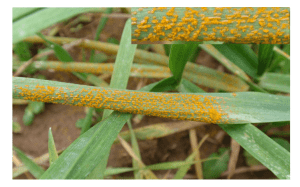 Puccinia striiformis grau