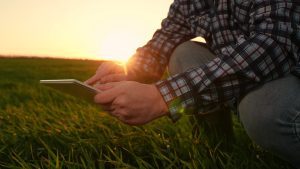 Decizii la grau si rapita primavara 2026