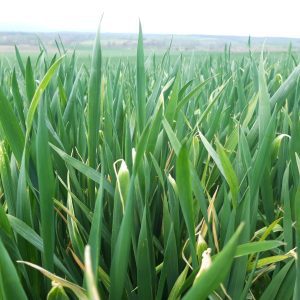 carenta de cupru grau