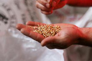 Biostimulator Kerafol la tratament samanta