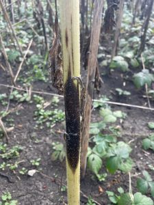 Boli periculoase floarea soarelui. Patarea bruna si frangerea tulpinilor la floarea soarelui
