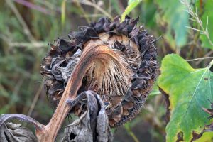 Sclerotinia la floarea soarelui