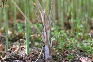 Sclerotinia la rapita