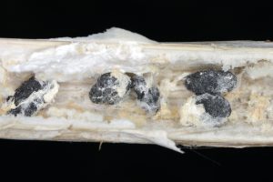 Sclerotinia la rapita, scleroti rapita