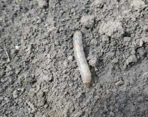 Larva Buha semanaturilor (agrotis segetum) porumb