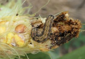 Larva Omida fructificatiilor (Helicoverpa armigera) porumb