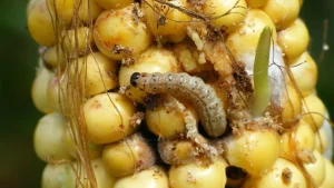 Larva Sfredelitorul porumbului (Ostrinia nubilalis)