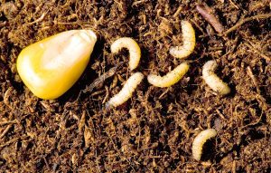 Larve Viermele vestic al radacinilor de porumb (Diabrotica virgifera)
