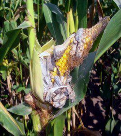 Taciunele comun al porumbului (Ustilago maydis)