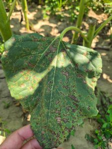 Greseli de evitat la floarea soarelui. Septorioza Septoria helianthi floarea soarelui