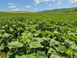 floarea soarelui tratata cu produse NATUREVO