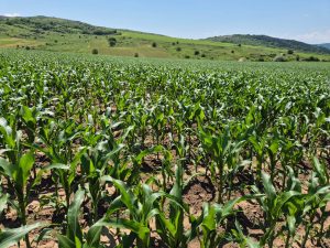 porumb trata cu produse NATUREVO