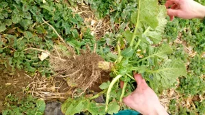 radacina dezvoltata la rapita