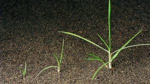 Iarba vantului (apera spica-venti)