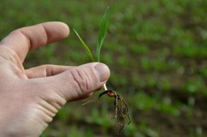 plantuta de grau, radacina la grau