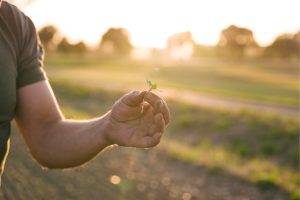 plantuta de rapita, radacina la rapita