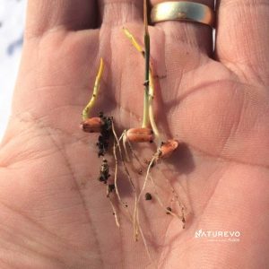 radacini plantuta grau