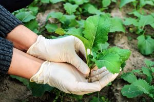 aparat foliar rapita