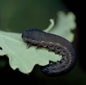 larva de viesprea rapitei